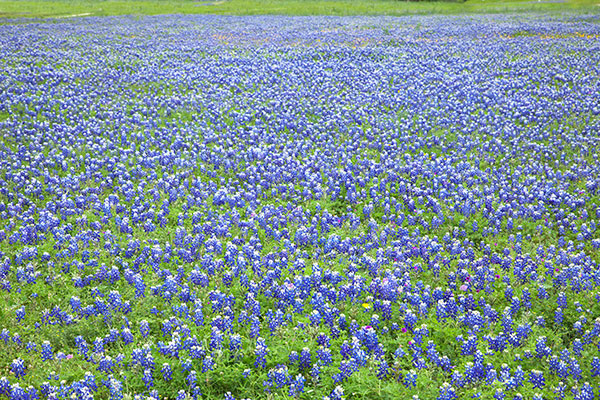 field-of-texas-bluebonnets field of bluebonnets in texas